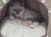 Female ragdoll