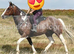 16.1hh cob x gelding 11 years.