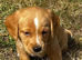 Beagle/Red Fox Lab x Red Fox Lab puppies