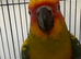 Hand Reared Baby Sun Conure