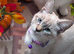 Gorgeous Siberian kittens
