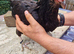 Stunning black hens for sale