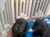 Labrador puppies available FT champians
