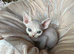Devon Rex kittens