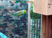 Young parrolets
