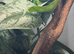 Amazon milk frog with set up