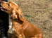 Besutiful red and white cocker dog