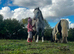 2 ponies for sale 1 Welsh secA, 1 cob x Shetland
