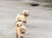 Cavapoo pups