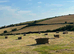 Meadow hay small square bales £2 off the field