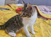 Male kitten