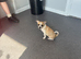 Two adorable male pomchi puppies
