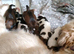 Lhasa apso puppys for sale