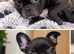 Beautiful French bulldog