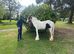 12.3hh piebald cob mare 3yrs old