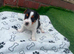 Jack Russell puppies