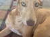 Lurcher