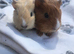 4 beautiful baby male guinea pigs