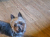 Magie 3 half yr old yorkshire terrier