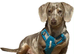 Isabella Dachshund