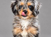 Miniature bernadoodle girl