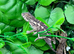 Special Offer on Blue Bar Female Panther Chameleons at Birmingham Reptiles