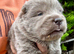 Exotic rare chow chow puppies