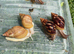 Giant African Snails for sale!
