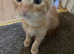 I have 7 beautiful kittens for sale