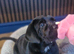Lovely cane corso pups