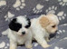 Maltipoo puppy.