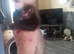 For sale  ferret cross polecat