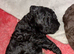 Lhasapoo puppies
