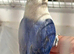Hand reared lovebird