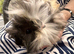Guinea Pig - Baby Boy