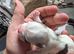 Cute pups for loving homes 500 very adorable