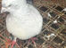 Pigeons