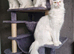 TICA REGISTERED MAINECOON KITTENS