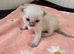 RAGDOLLS KITTENS /Reservation Open.