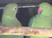 Male & Female Indian Ringneck Parrots – 8 Months Old – £375 Pair