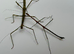 Group of 9 stick insects