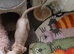 RARE ! Blue eyed Short legged Sphynx ( Bambino )