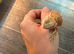 Bearded dragon for free, please read  full description
