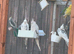 5 cockatiels & various love birds