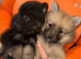 Pomeranian puppies