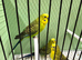 Black Wing Double Factor Budgies for Sale