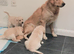 Golden retriever puppy
