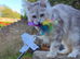 Pedigree Maine Coon Boys