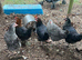 Point of lay mixed breeds and year old hens available