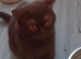 Cinnamon/chocolate British Shorthair